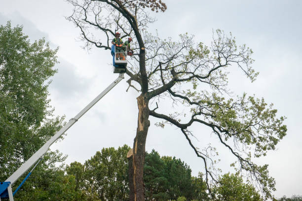 Best Tree Risk Assessment  in USA